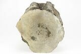 Fossil Whale Lumbar/Caudal Vertebra - Yorktown Formation #214291-2